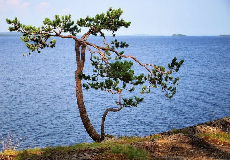 сосна, озеро, лето, солнце, карелия Сосна на берегу Канозераphoto preview