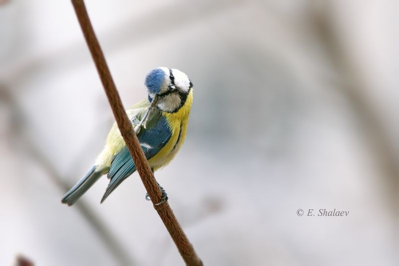 birds,cyanistes caeruleus,eurasian blue tit,лазоревка,птица,птицы,фотоохота Да как же его строить ?photo preview