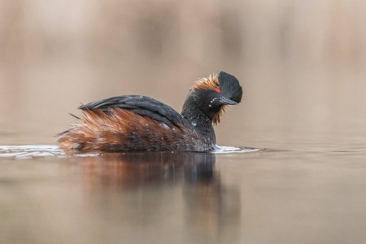 Playing with water. Автор: Dominik Chrzanowski bird, grebe, Podiceps nigricollis, Birder's Corner, Dominik Chrzanowski