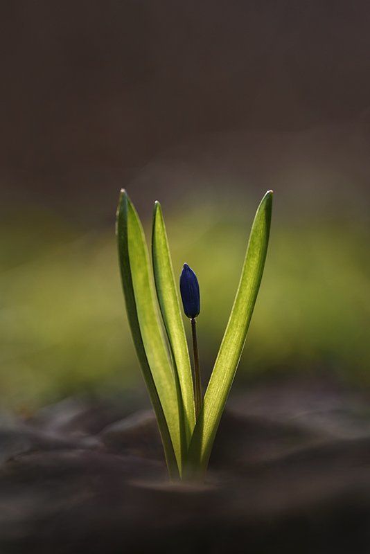 пролеска, сибирская Пролеска в контровомphoto preview