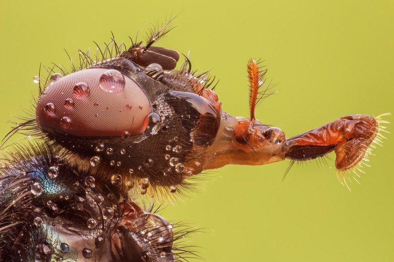 Lucilia sericataphoto preview