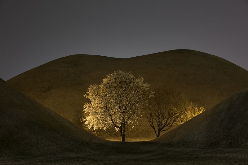 night view King\'s grave and magnolia flowerphoto preview