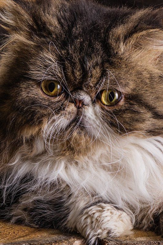 кот, кошки, питомцы, closeup, усы Кот и его непослушные усыphoto preview