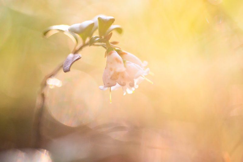 брусника, цветы, природа,макро, растение,цветок, весна, flower, flowers, macro, nature, plants Цветение брусникиphoto preview