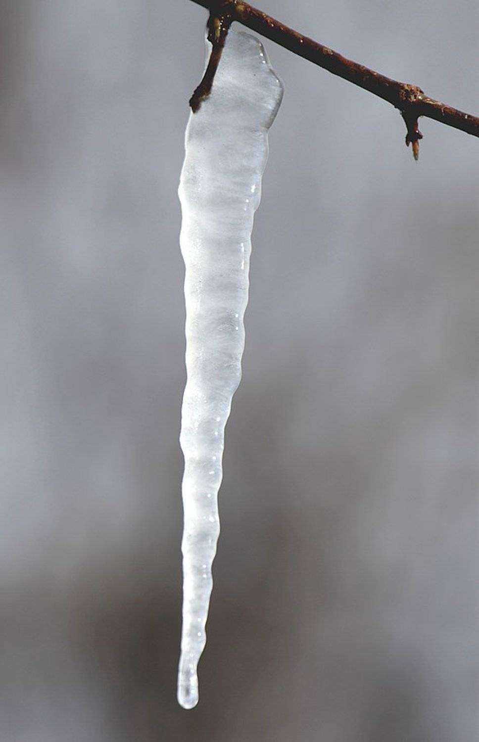 Кленовый сок. Автор: Сергей Таланов , Сергей Таланов