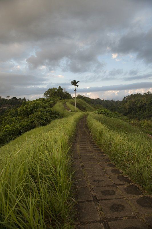 бали, тропа, рисовые террасы, пальма, закат,  Тропа Художниковphoto preview