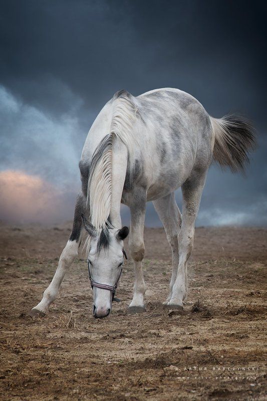 Freedomphoto preview