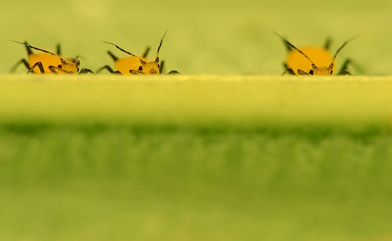 тля желтая лист наблюдатели насекомые Наблюдателиphoto preview