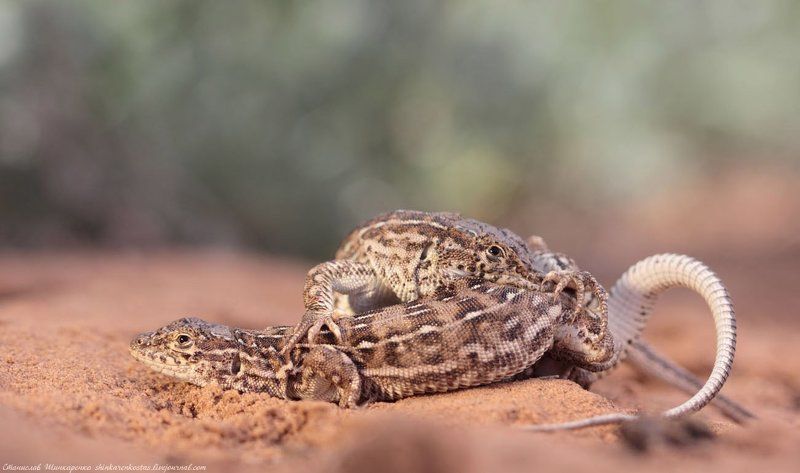 Объятья ящурокphoto preview