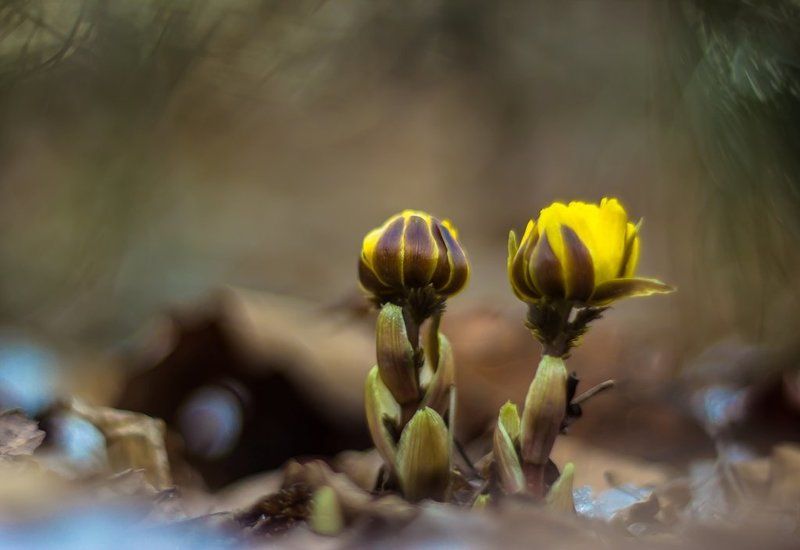 Приветствие весны...photo preview