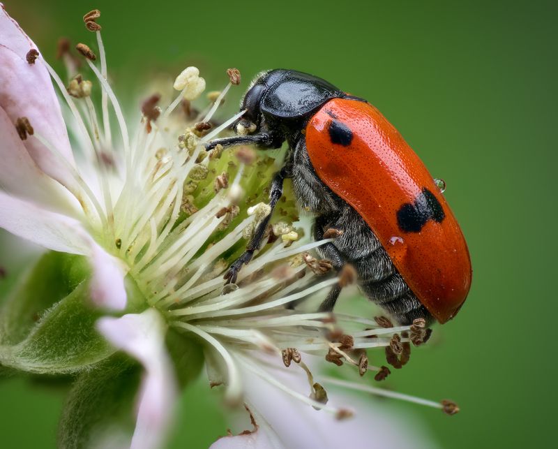 Портрет жука листоедаphoto preview