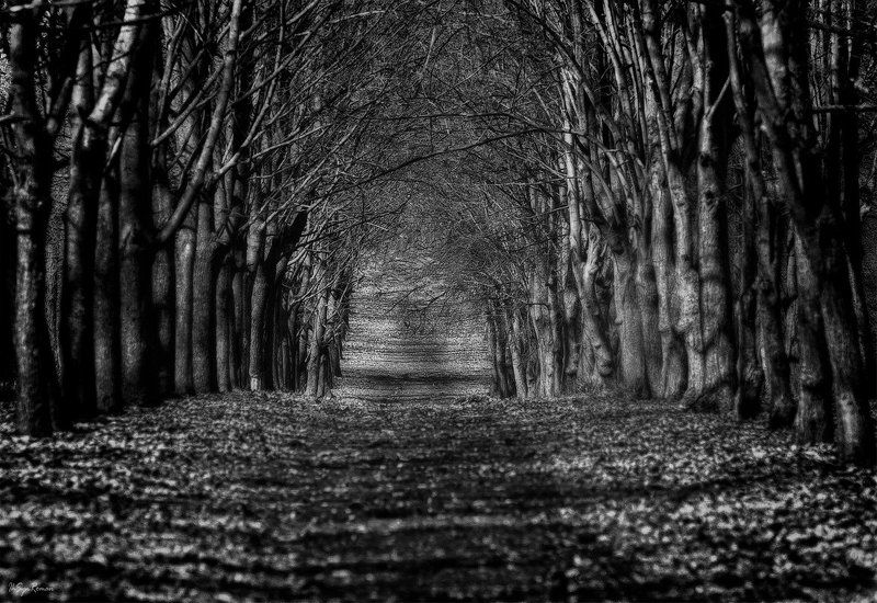 осень,ноябрь,аллея,парк,тропинка ***photo preview