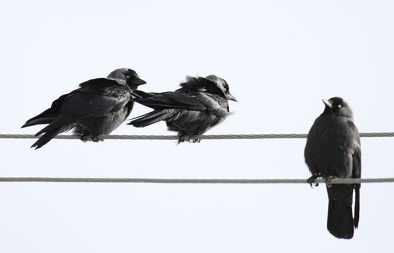 Третий - лишний!photo preview