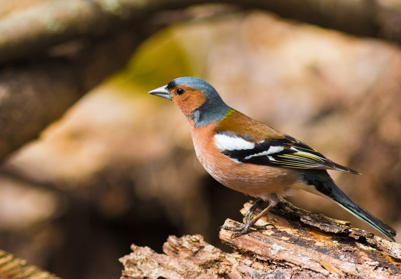 Зябликphoto preview