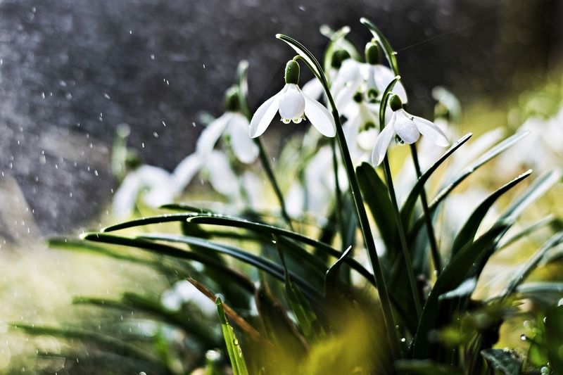 nature, morning, day, flower, nikon,  Flower*photo preview