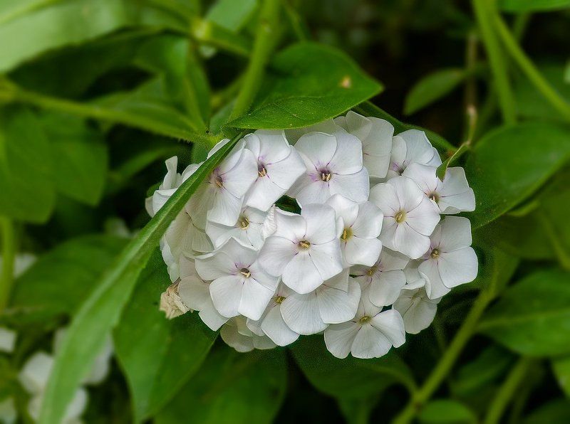 Флоксыphoto preview