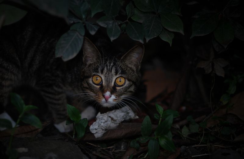  в траве  избежать  кошка  猫猫photo preview