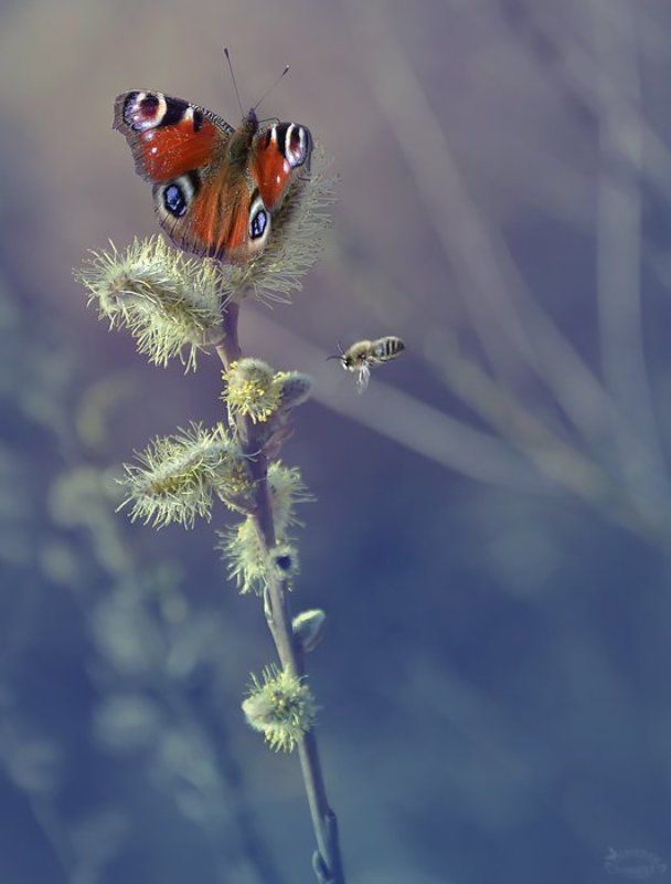 Wiosna,wiosna....photo preview