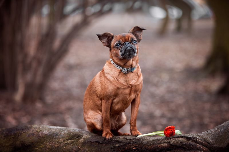 Аришаphoto preview