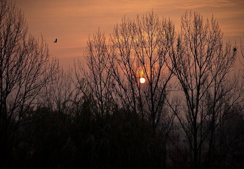 природа, красиво, рассвет Рассветphoto preview