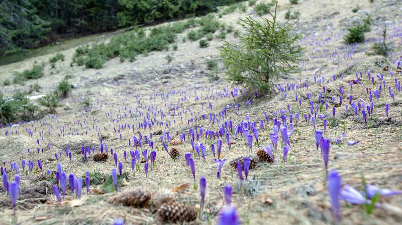 spring,nature,flower,colors,retezat, The power of springphoto preview