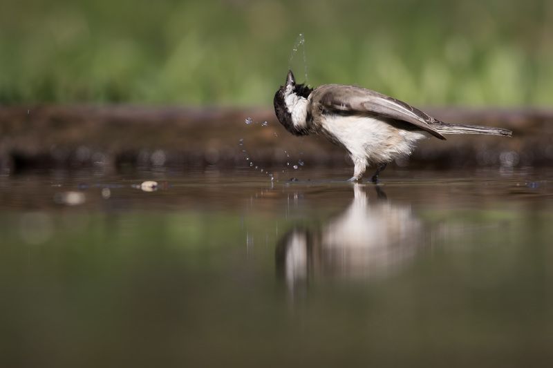 весна купанияphoto preview