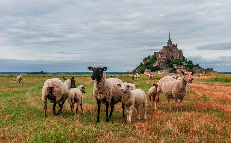 Mont Sen Michel и барашки photo preview