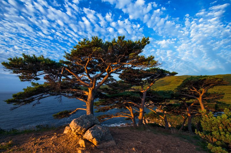 Гамова, Приморье, Приморский край, сосны Сосныphoto preview