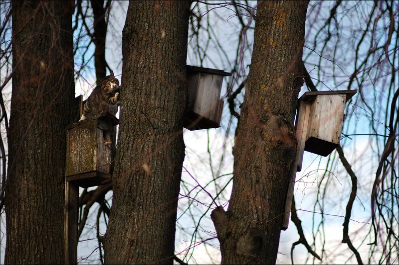 кот , скворцы, весна. Скворцы прилетели.photo preview
