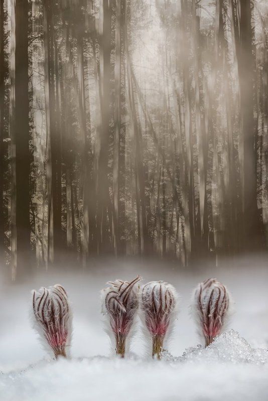 Гномыphoto preview