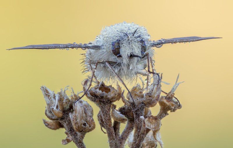 Bombylius minor Linnaeusphoto preview
