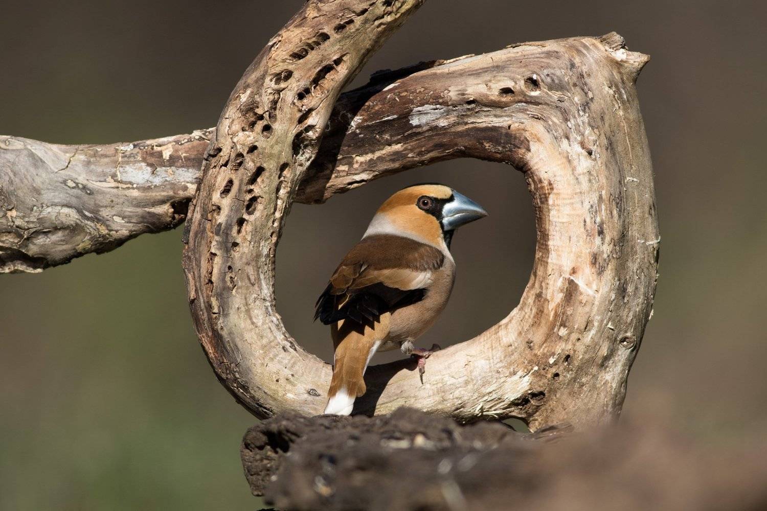 , Desislava Todorova