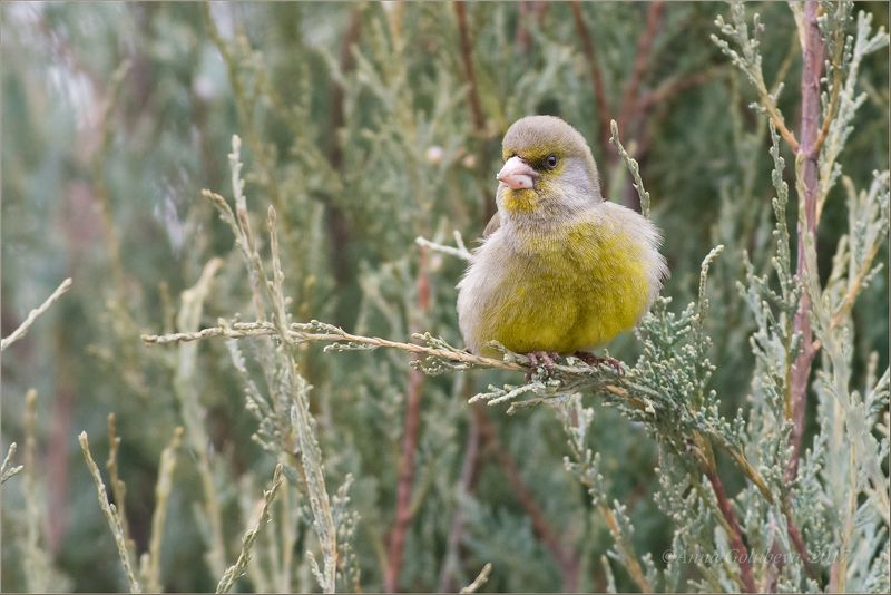 птицы, природа, carduelis chloris, european greenfinch, зеленушка, самец, весна, март, 2017, москва, гбс Управляющийphoto preview