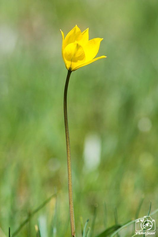 весна, цветы, полевые цветы, актовкий каньон Актовский тюльпанphoto preview