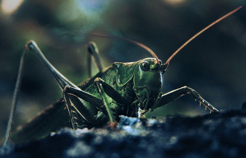 wake,macro,sony,style, Tettigonia Viridissima ©photo preview