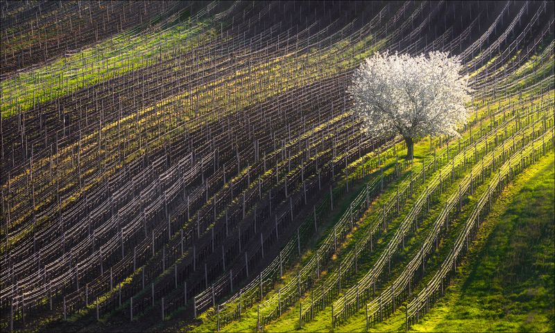 чехия, южная моравия, весна, нити, струны, линии, ритм, south moravian, czech, strings, spring, вино, виноградник, формы, свет Нити - струны ...photo preview