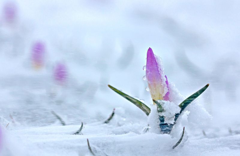 Метельphoto preview