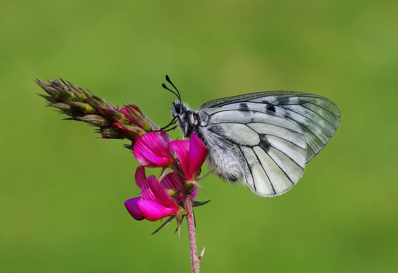 animal,nature,macro,butterfly,flower Clouded Apollophoto preview