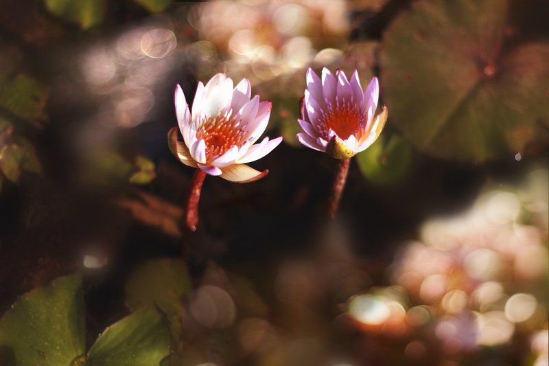 Навстречу солнцуphoto preview