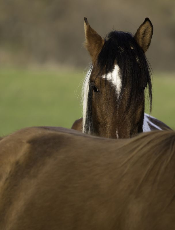 дикие лошадиphoto preview