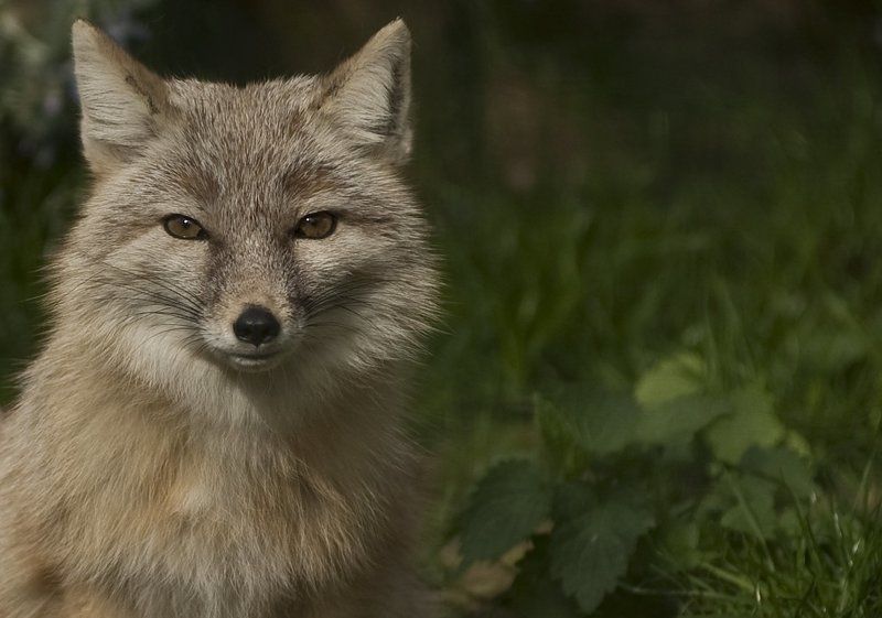 Young foxphoto preview