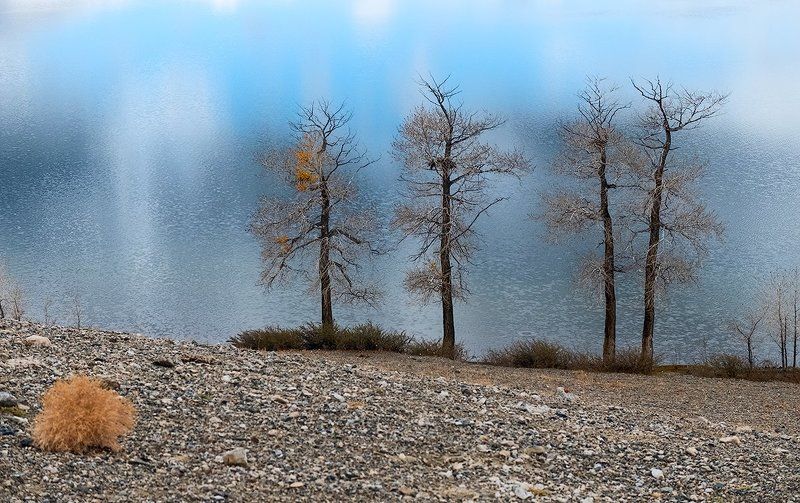 чуйская степь, озеро красногорское, тополя, горный алтай, кош-агач Pro другой Алтай - продолжениеphoto preview