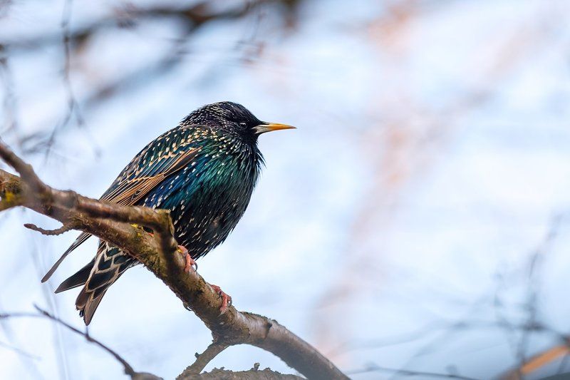 скворец, птицы, весна Весна )photo preview