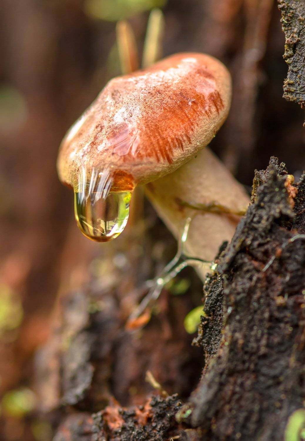 Большеносый гном. Автор: Ксения Соварцева горькушка, гриб, макро, природа, верховое болото, пень, осень, капля, после дождя, Ксения Соварцева