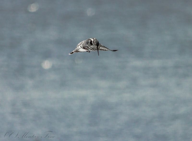 Pied Kingfisherphoto preview