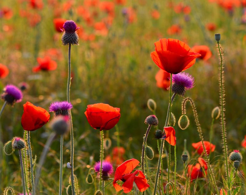 макро, маки, цветение Вечер в маковом полеphoto preview