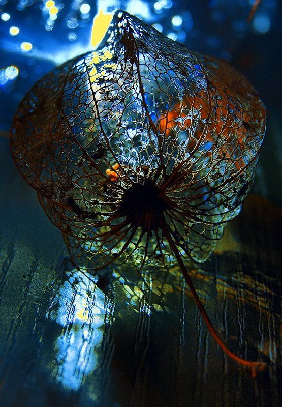 light, macro, sony, wake Mahnung Series ©photo preview