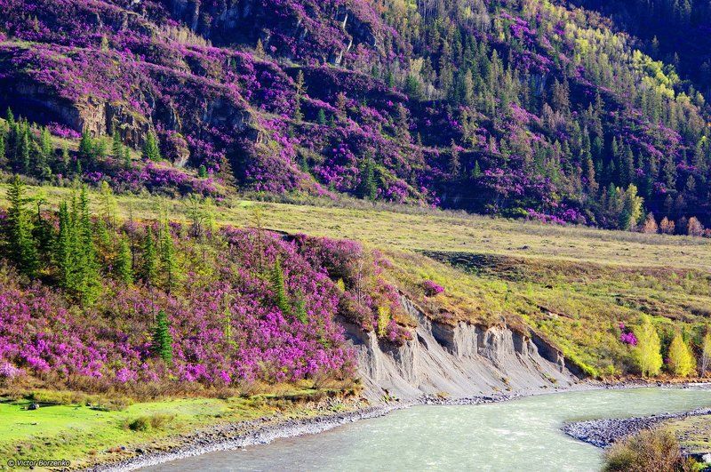алтай, багульник, маральник, рододендрон Алтайская визиткаphoto preview