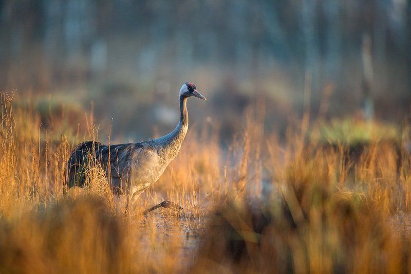 grus grus Poranekphoto preview