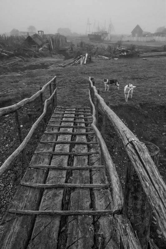 лето алтай деревня собаки отпуск Незванные гостиphoto preview